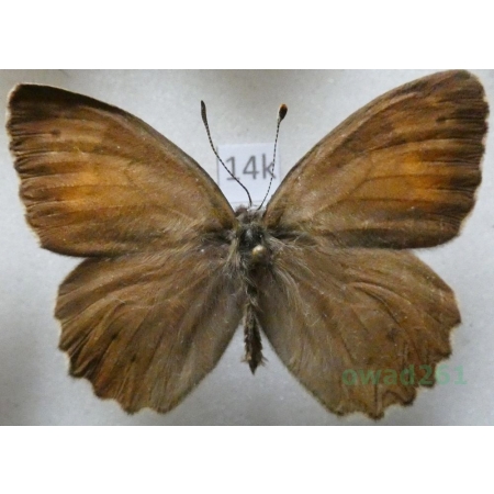 Kirinia climene roxandra (Herrich-Schäffer, 1850) male Armenia14k